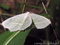 Campaea margaritaria - Light Emerald