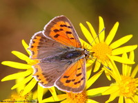 Lycaena phlaeas - Small Copper