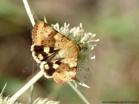 Heliothis viriplaca - Marbled Clover