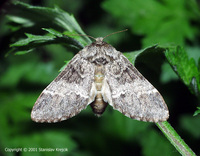 Drymonia dodonaea - Marbled Brown