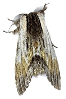 Harpyia milhauseri - Tawny Prominent