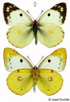 Colias alfacariensis - Berger's Clouded Yellow