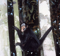 White-cheeked spider monkey (Ateles marginatus)