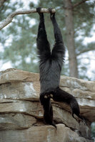 Siamang (Symphalangus syndactylus)