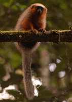 Red titi (Callicebus discolor)