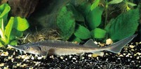 Image of Acipenser baerii baerii, Siberian sturgeon, Jeseter sibirský, Sibirisk stør, Long-nosed...