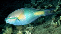 Scarus flavipectoralis, Yellowfin parrotfish: aquarium