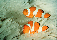 Amphiprion ocellaris, Clown anemonefish: aquarium