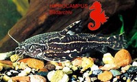 Acanthodoras spinosissimus, Talking catfish: aquarium