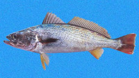 Cynoscion reticulatus, Striped weakfish: fisheries