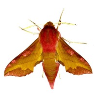 Deilephila porcellus - Small Elephant Hawk-moth