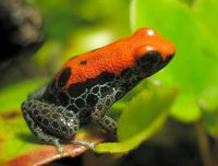 Another Peruvian frog, Dendrobates reticulatus