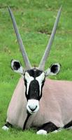 Image of: Oryx gazella (gemsbok)