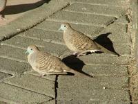 Geopelia striata - Zebra Dove