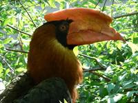 Buceros hydrocorax - Rufous Hornbill