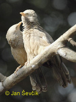 Turdoides affinis - Yellow-billed Babbler