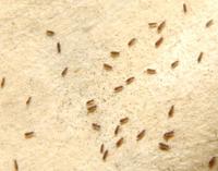 Image of: Hypogastruridae