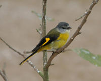 Image of: Pericrocotus solaris (grey-chinned minivet)