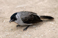 Image of: Pycnonotus aurigaster (sooty-headed bulbul)