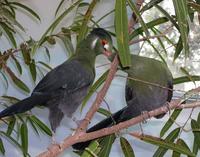 Image of: Tauraco leucotis (white-cheeked turaco)