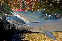 Image of: Triaenodon obesus (whitetip reef shark)