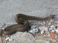 Vipera berus - Adder