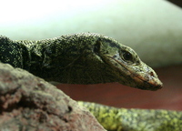 Varanus indicus - Mangrove Monitor