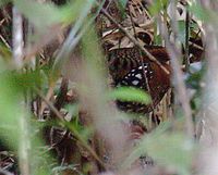 Chestnut-headed Partridge - Arborophila cambodiana