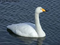 Whooper Swan - Cygnus cygnus