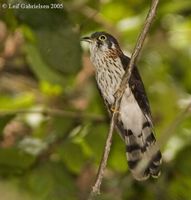 Moustached Hawk Cuckoo - Cuculus vagans