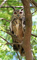 Eurasian Eagle Owl - Bubo bubo