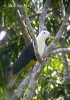 Black-backed Fruit Dove - Ptilinopus cinctus