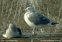 Glaucous-winged Gull - Larus glaucescens