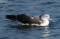 Streaked Shearwater - Calonectris leucomelas