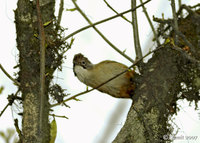 Hoary-throated Barwing - Actinodura nipalensis