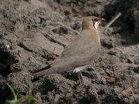 Oriental Pratincole - Glareola maldivarum