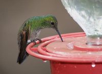 Berylline Hummingbird (Amazilia beryllina) photo