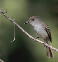 La Sagra's Flycatcher (Myiarchus sagrae) photo