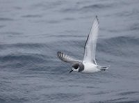 Blue Petrel (Halobaena caerulea) photo