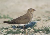 Collared Pratincole (Glareola pratincola) photo