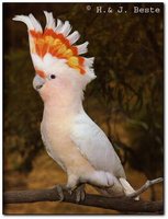 Pink Cockatoo - Cacatua leadbeateri