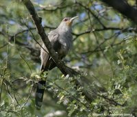 Hispaniolan Lizard-Cuckoo - Saurothera longirostris