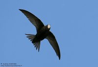 Common Swift - Apus apus