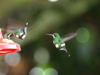 Green Thorntail - Discosura conversii