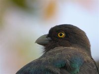 Citreoline Trogon - Trogon citreolus