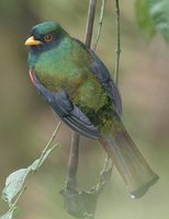 Masked Trogon - Trogon personatus