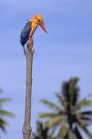 Stork-billed Kingfisher - Pelargopsis capensis