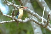 Brown-hooded Kingfisher - Halcyon albiventris