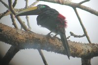 Many-banded Aracari - Pteroglossus pluricinctus