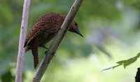 Rufous Woodpecker - Celeus brachyurus